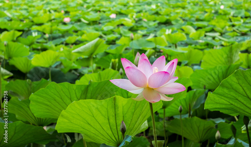 Egyptian lotus on the lake