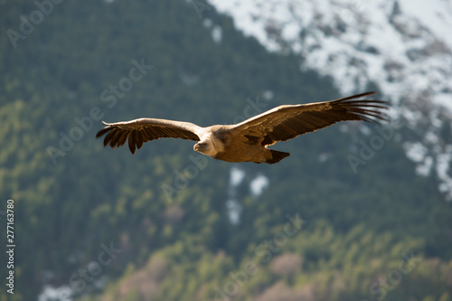 Griffon vulture in Ordesa photo