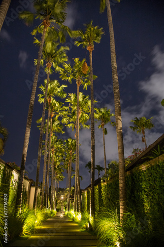 View on tall palm trees during the night