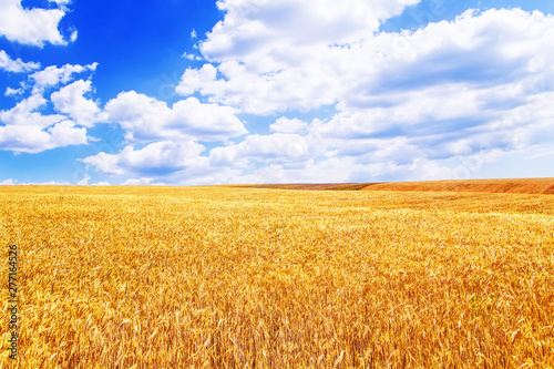 Wheat field in Crimea. Summer day