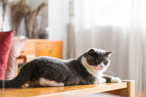 Cute british shorthair, indoor shot