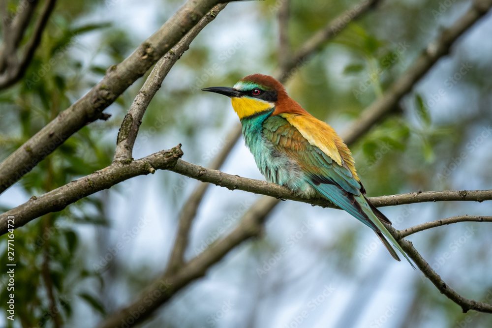 Fototapeta premium Beautiful nature scene with European bee-eater (Merops apiaster). Wildlife shot of European bee-eater (Merops apiaster) on branch. European bee-eater (Merops apiaster) in the nature habitat.