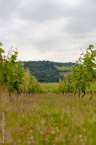 Sunset in a British vineyard