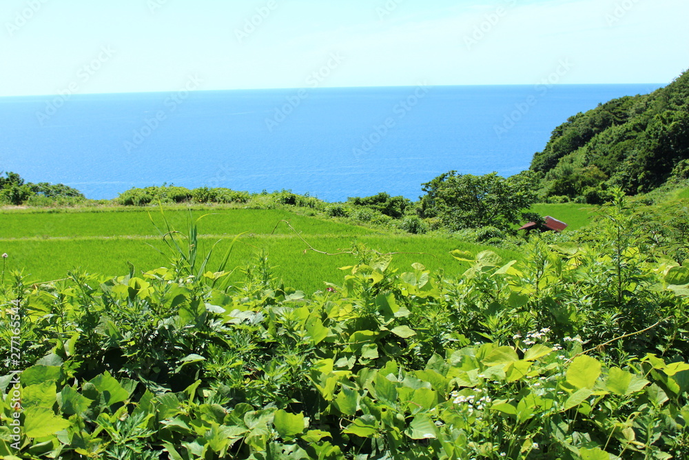 暮坪の棚田