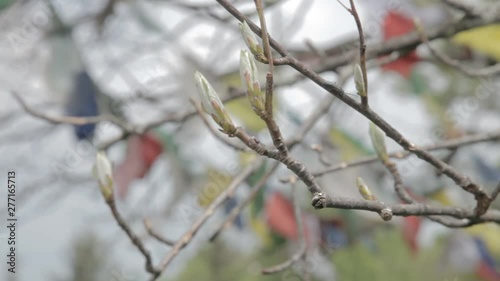 Tibetans flags and tree flowers 