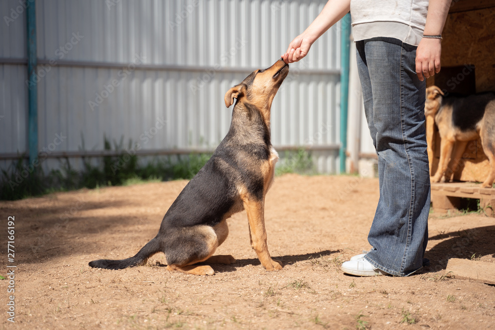 Photo of woman in jeans training brown dog near white wooden wall on street Photo of woman in jeans training brown dog near white wooden wall on street
