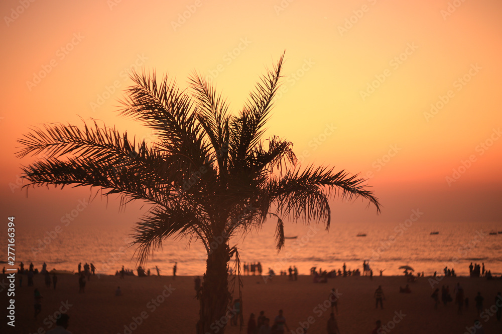 palm sea and beach at sunset