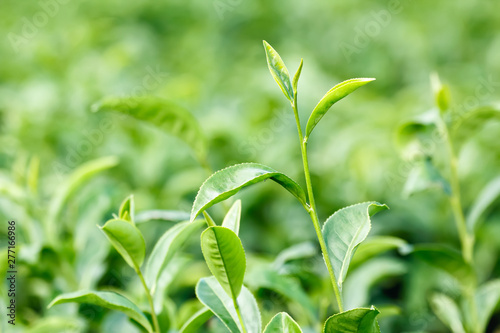 Fresh green tea leaves (Camellia sinensis var. sinensis / Chinese tea) on plantation