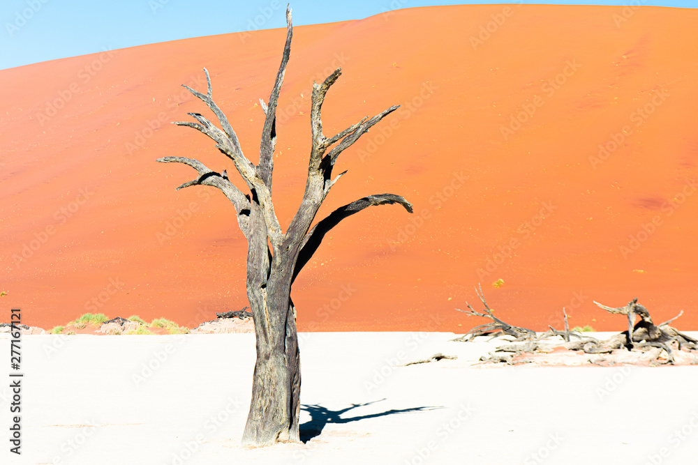 Camel thorn trees in the clay pan of Deadvlei, at Soussusvlei, Namibia Camel thorn trees in the clay pan of Deadvlei, at Soussusvlei, Namibia