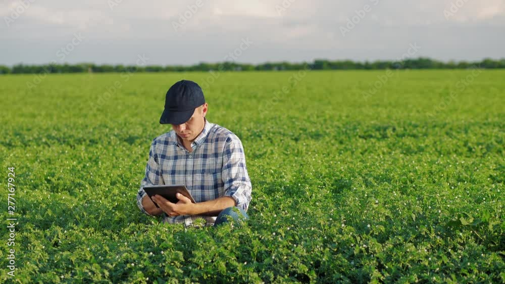 Farmer working with tablet in a chickpea field Farmer working with tablet in a chickpea field