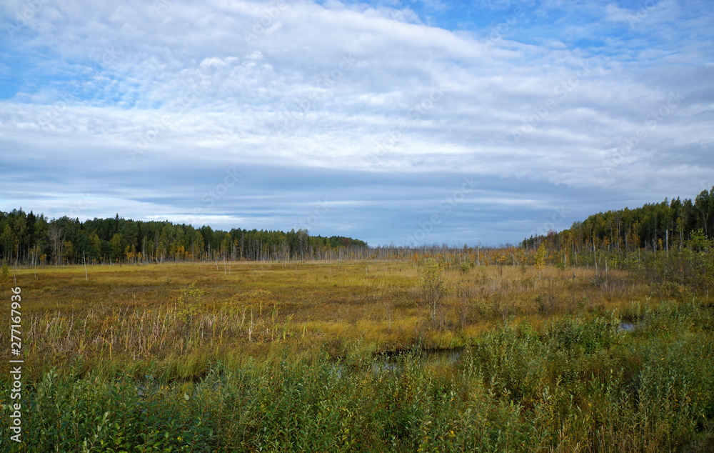 Panoramic view of the marshland with grass and small trees in the time of golden Autumn. Russia, East Karelia