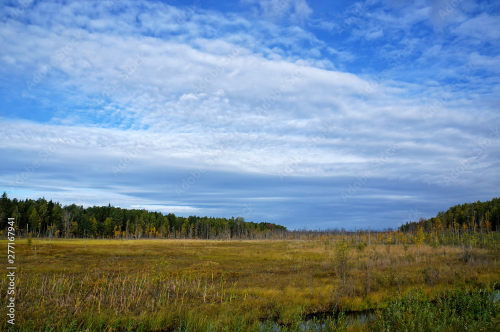 Picturesque view of the wetland with dry grass and small trees in the time of golden Autumn. Russia, East Karelia