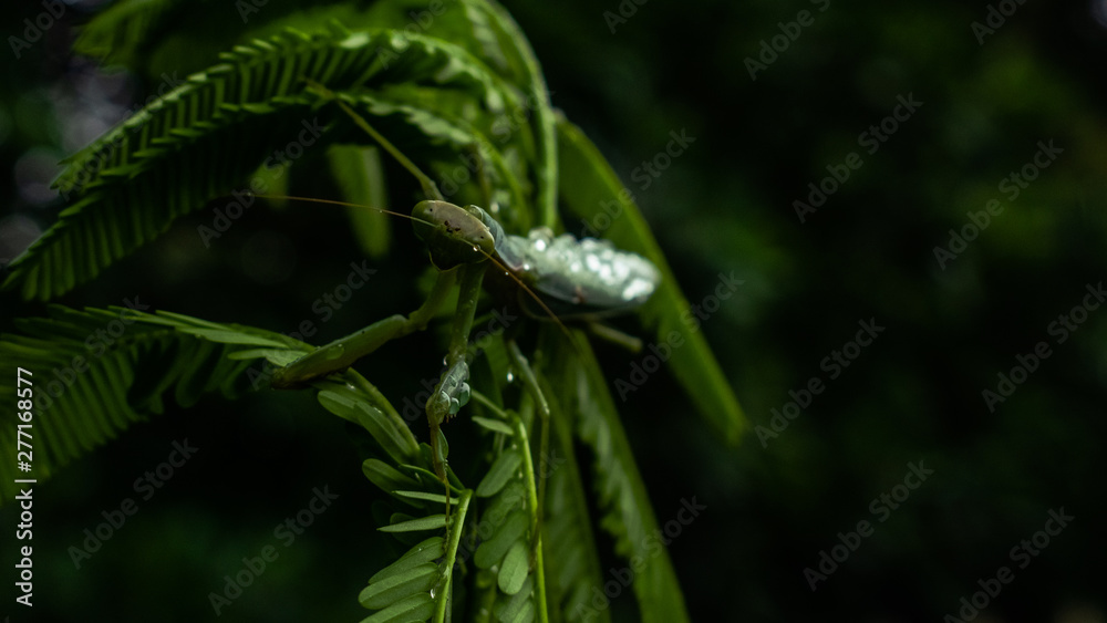 Grasshopper Grasshopper