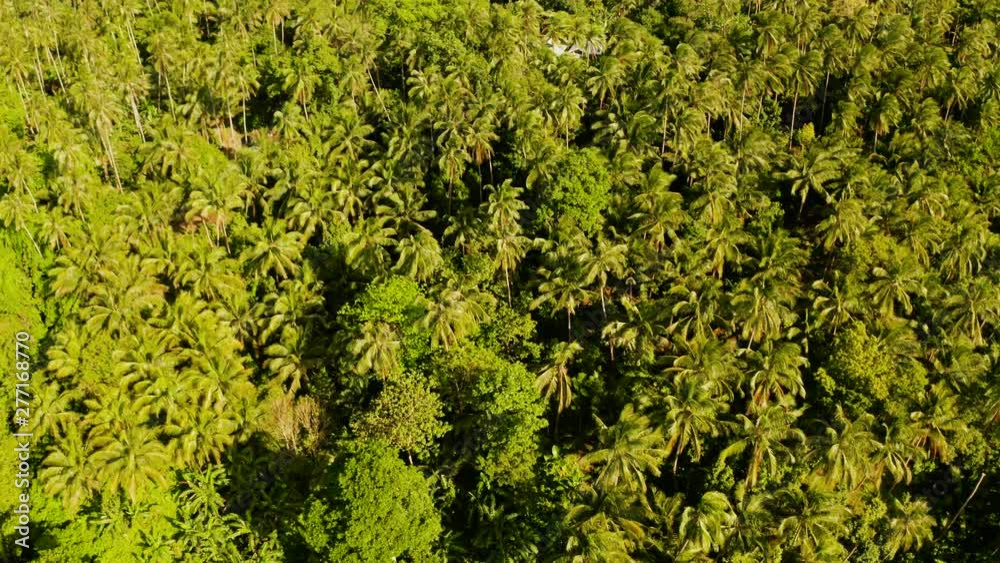 Tropical green forest with palm trees and trees. Lush tropical vegetation. Camiguin, Philippines, Mindanao Tropical green forest with palm trees and trees. Lush tropical vegetation. Camiguin, Philippines, Mindanao