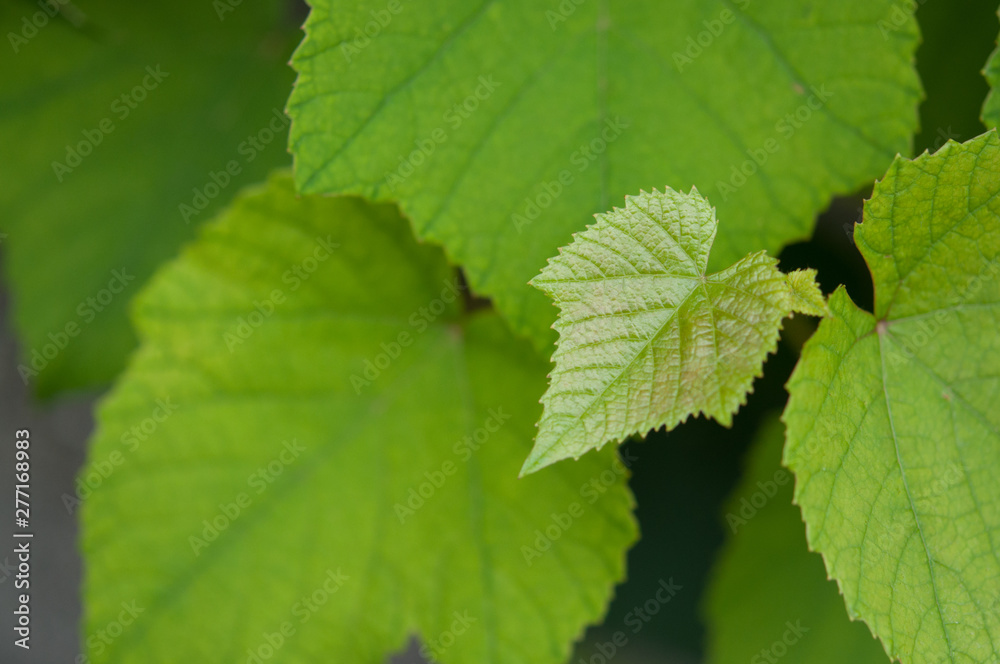 ぶどうの葉, growing green leaves of delaware grapes s08 ぶどうの葉, growing green leaves of delaware grapes s08