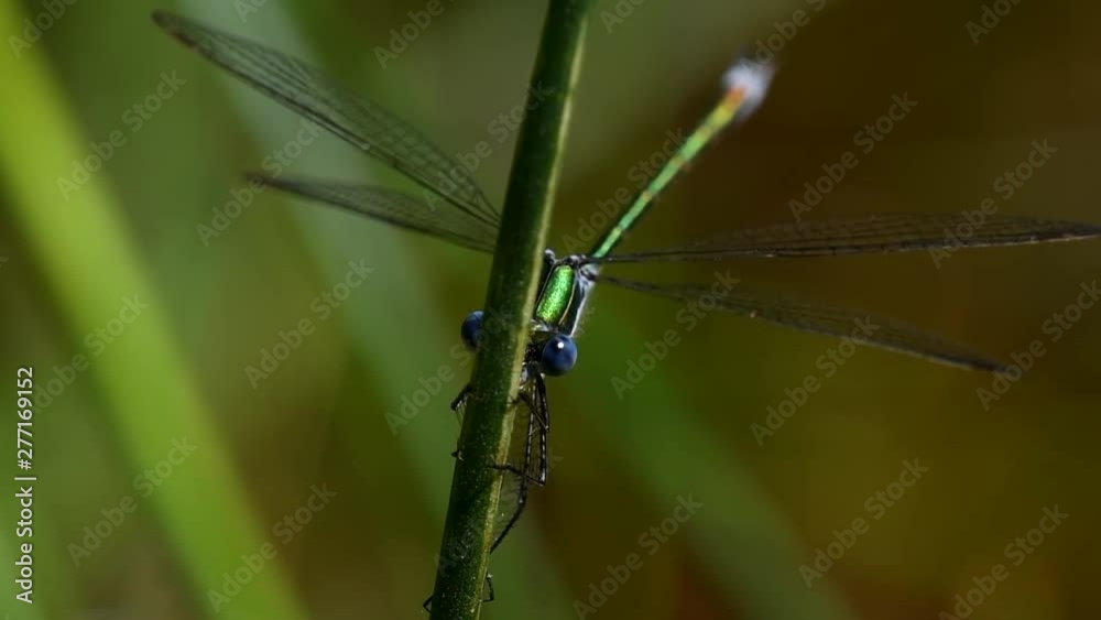 Emerald Damselfly, Damselfly, Lestes sponsa Emerald Damselfly, Damselfly, Lestes sponsa