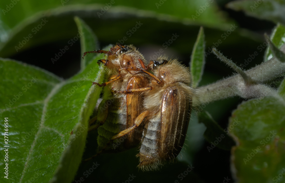 Paarung der Junikäfer am Blatt Paarung der Junikäfer am Blatt