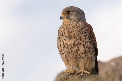 kestrel sat waiting