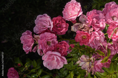 Rosa Rosenblüte im Auschnitt