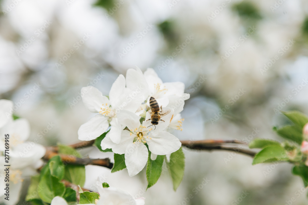 Domesticated Honey Bees (Apis mellifera carpatica) pollinates an apple tree in Moldova Domesticated Honey Bees (Apis mellifera carpatica) pollinates an apple tree in Moldova
