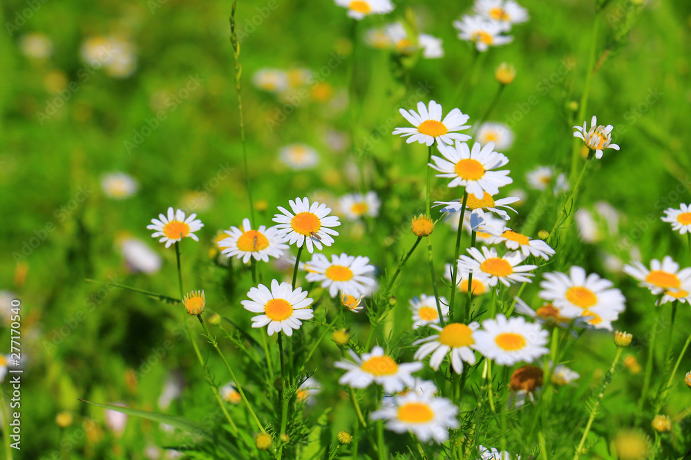 Fototapeta premium Daisies on the meadow, Bavaria, Germany