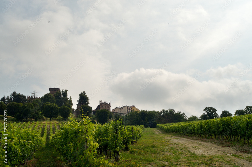 Fototapeta premium Landscape of Monferrato hills where grows grapes for Barbera
