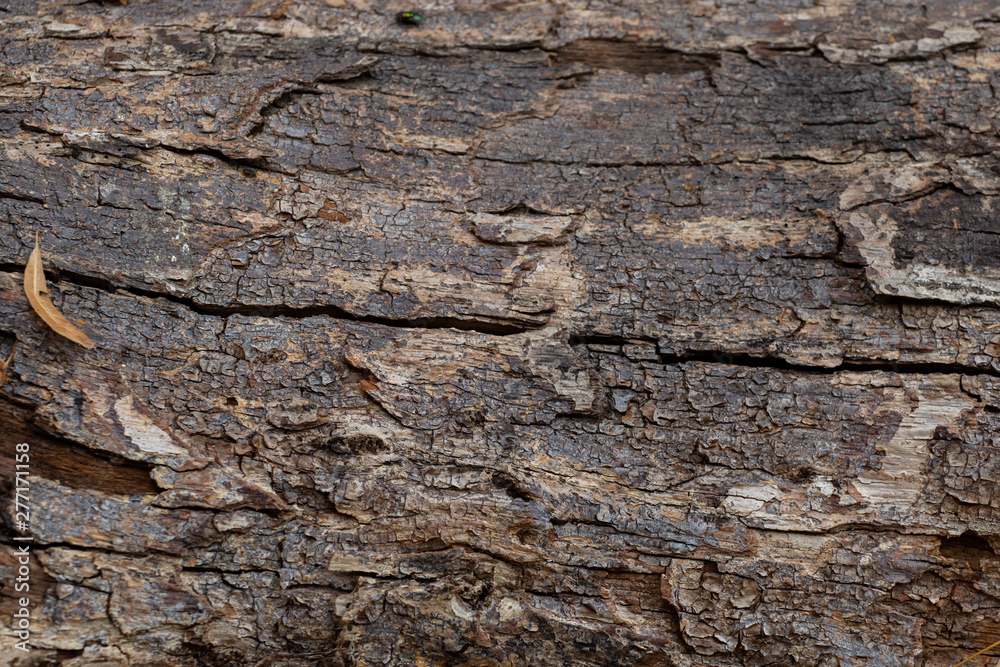 The cracked bark of an old felled tree The cracked bark of an old felled tree