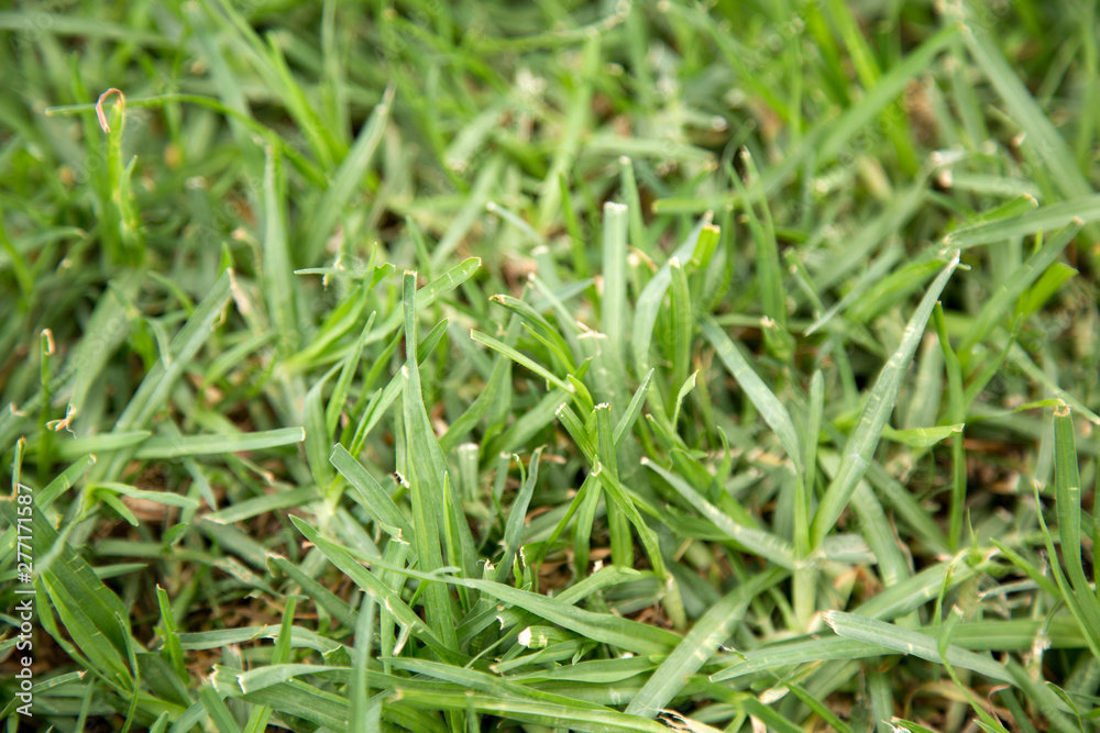 green grass