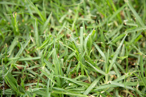 green grass