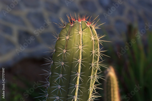 Cactus landscape. Cultivation of cacti. Cactus field. Garden of flower. Selective focus