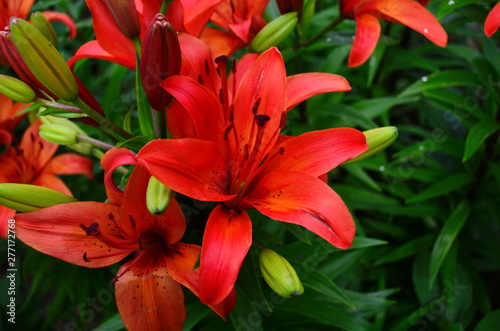 Garden red lily flowers in the green