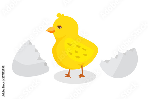Hatched little chick flat vector illustration