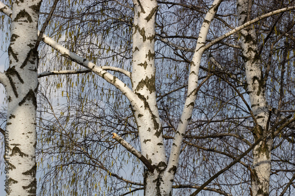 Beautiful landscape with white birches. Birch trees in bright sunshine. Birch grove in autumn. The trunks of birch trees with white bark. Birch trees trunks Beautiful landscape with white birches. Birch trees in bright sunshine. Birch grove in autumn. The trunks of birch trees with white bark. Birch trees trunks