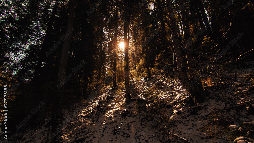 Obraz premium forest, tree, trees, nature, autumn, sun, landscape, woods, wood, light, green, fall