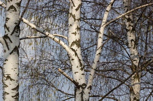 Fototapeta Naklejka Na Ścianę i Meble -  Beautiful landscape with white birches. Birch trees in bright sunshine. Birch grove in autumn. The trunks of birch trees with white bark. Birch trees trunks