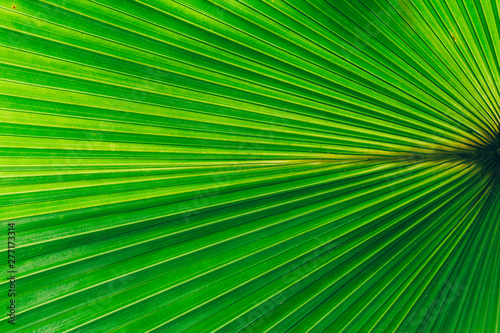 Jungle plants background  tropical leaves pattern . Tropical thickets and bushes in the jungle.