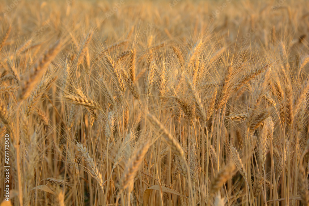 Fototapeta premium field of wheat