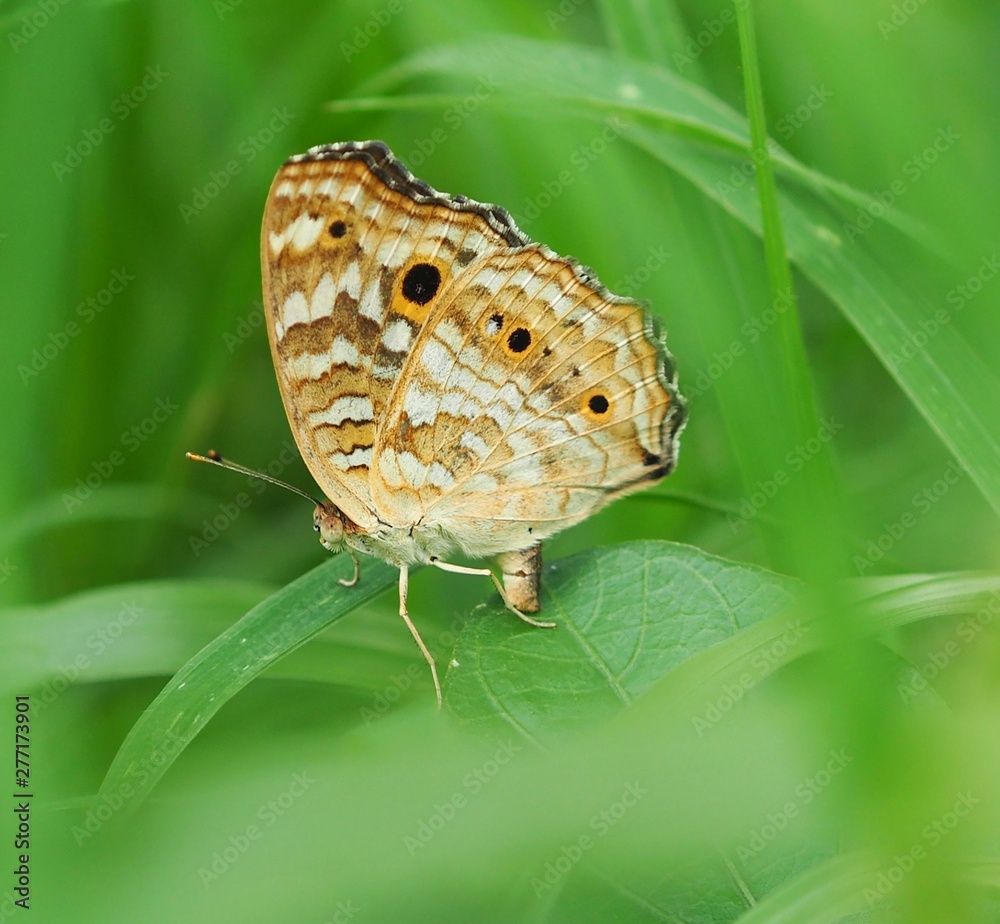 Fototapeta premium butterfly on leaf