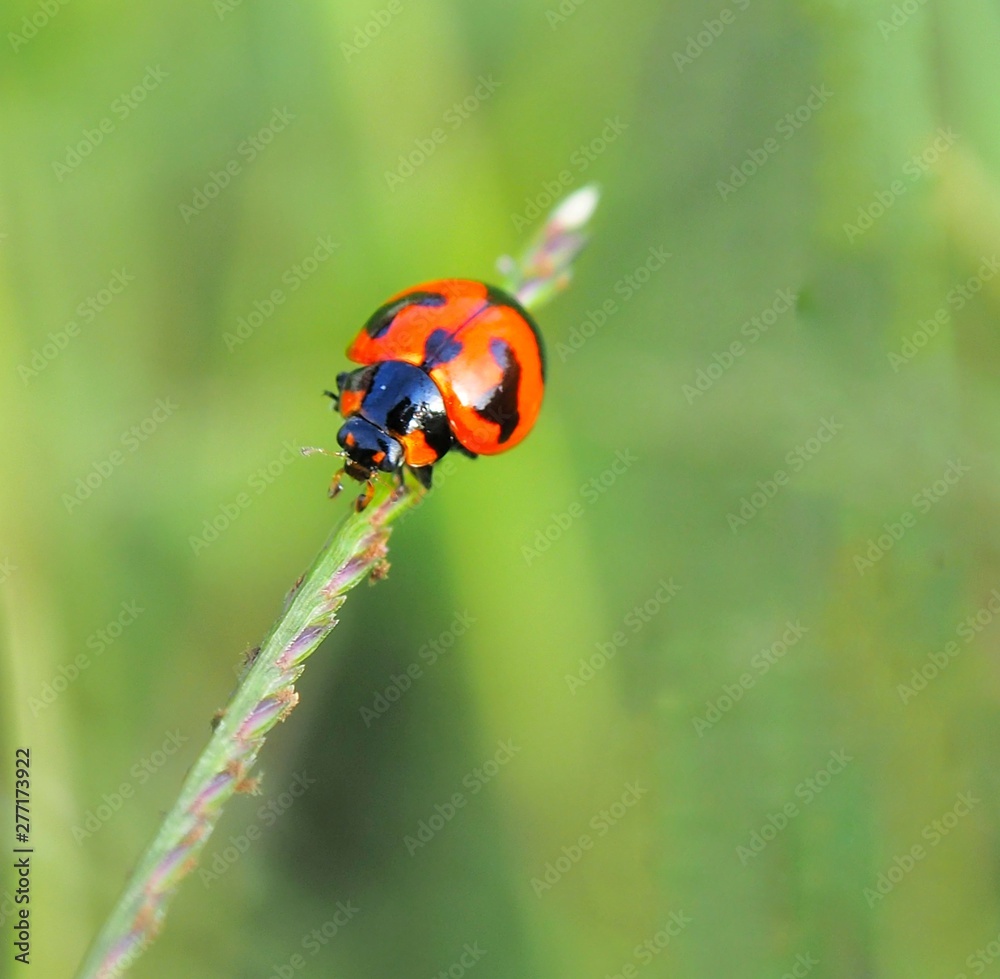 ladybug on a leaf