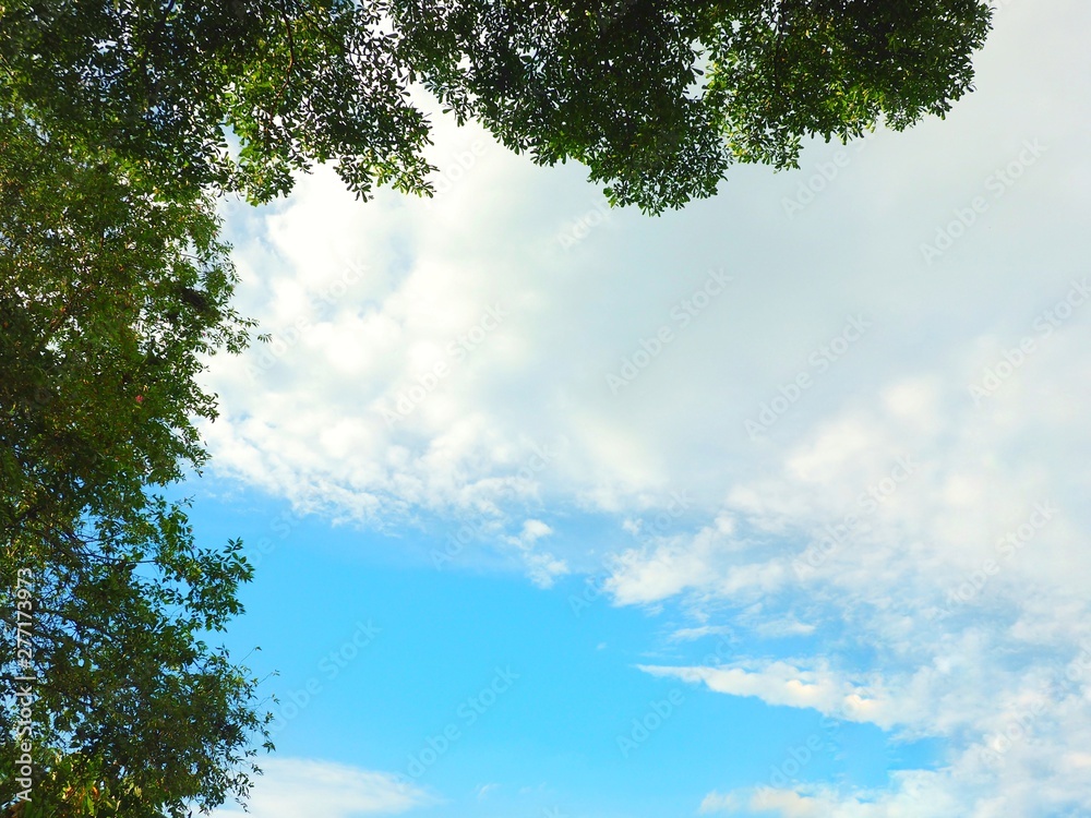 trees and sky trees and sky