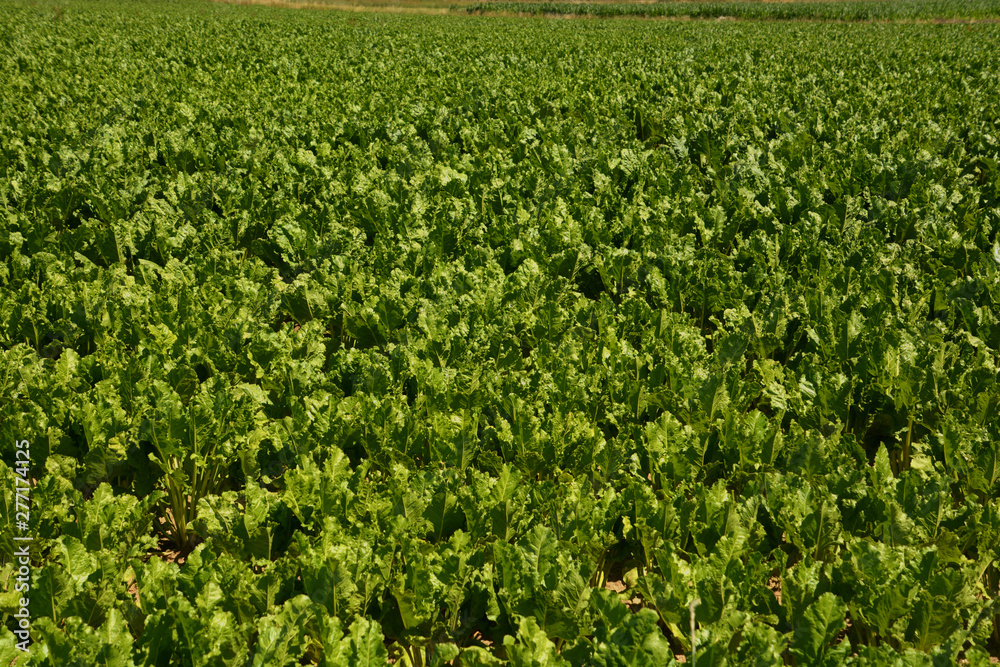 leaves of mangelwurzel on field in bavaria, beta vulgaris leaves backdrop leaves of mangelwurzel on field in bavaria, beta vulgaris leaves backdrop