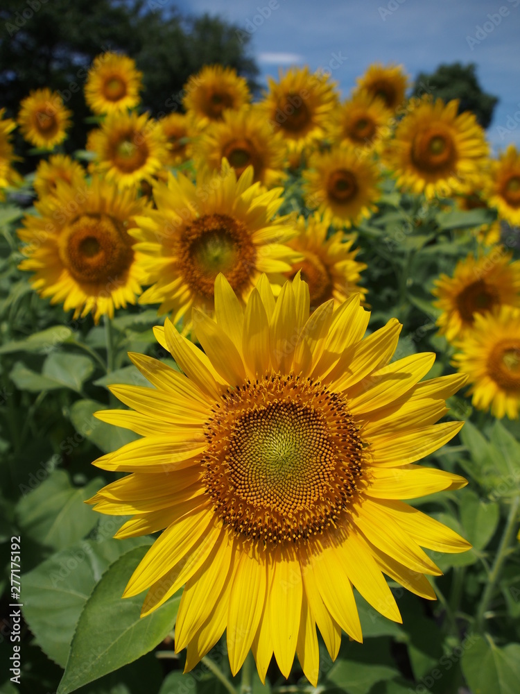 Fototapeta premium ヒマワリ畑で元気に咲くヒマワリ達