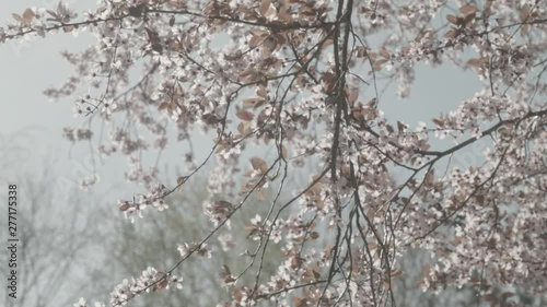 Flower tree spring