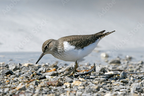 Flussuferläufer (Actitis hypoleucos) - Common sandpiper photo