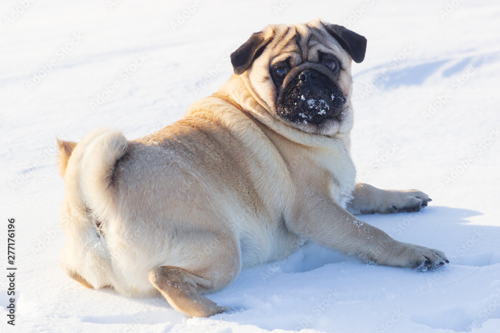 Obraz premium Portrait of a pug dog showing a snowy face, while the dog is standing in a snow landscape.