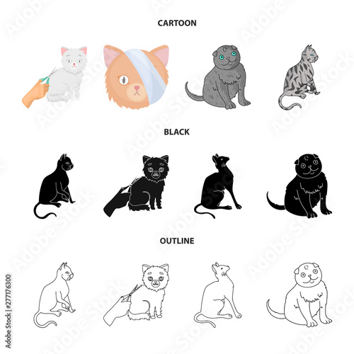 Isolated object of pet and sphynx symbol. Set of pet and fun vector icon for stock.