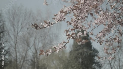 blossom flower tree spring sky