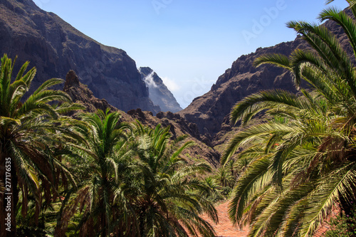 Wide panorama of the Teno mountains gorge with palm trees in the foreground to the village of Maska in Tenerife . Canary Islands. Spain.