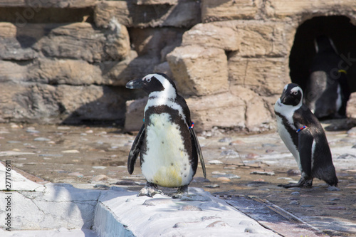 African penguin (Spheniscus demersus) went for a walk photo