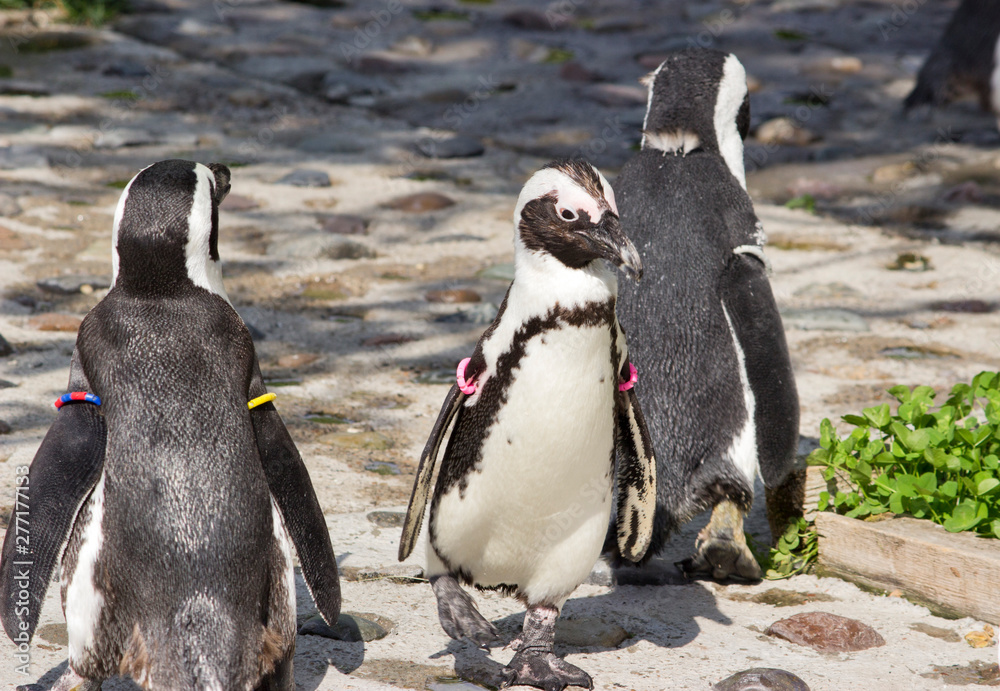 Naklejka premium a flock of African penguins (Spheniscus demersus)